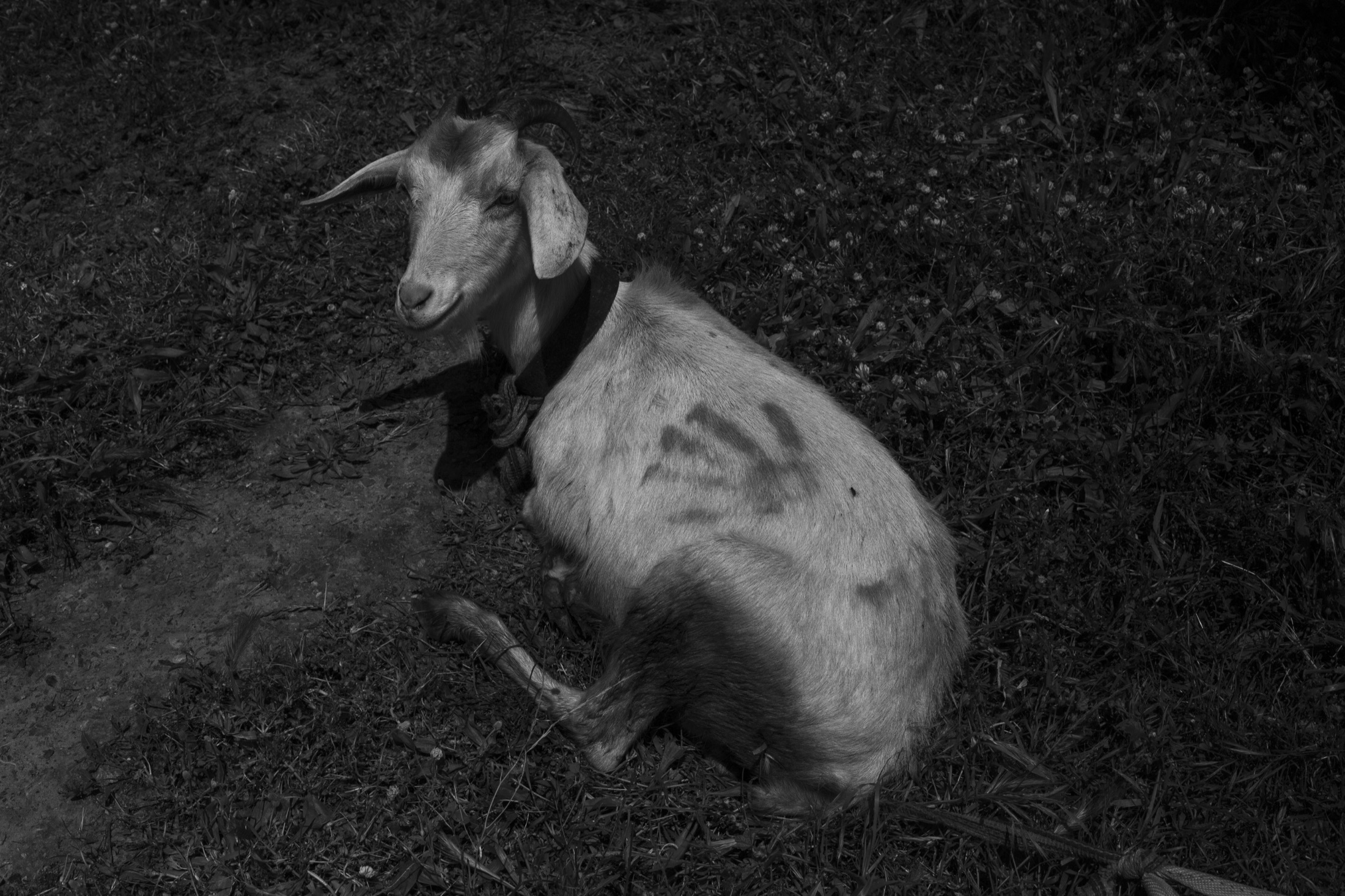 Tazarbit