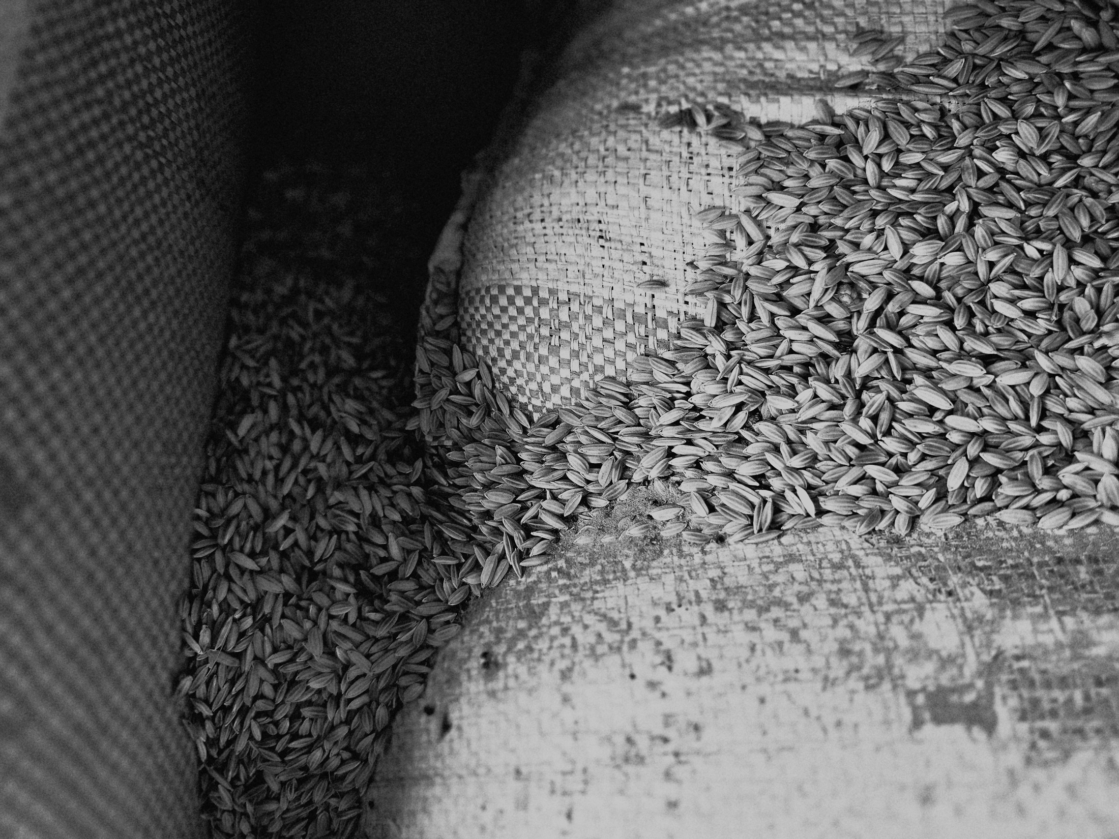 Univers du riz