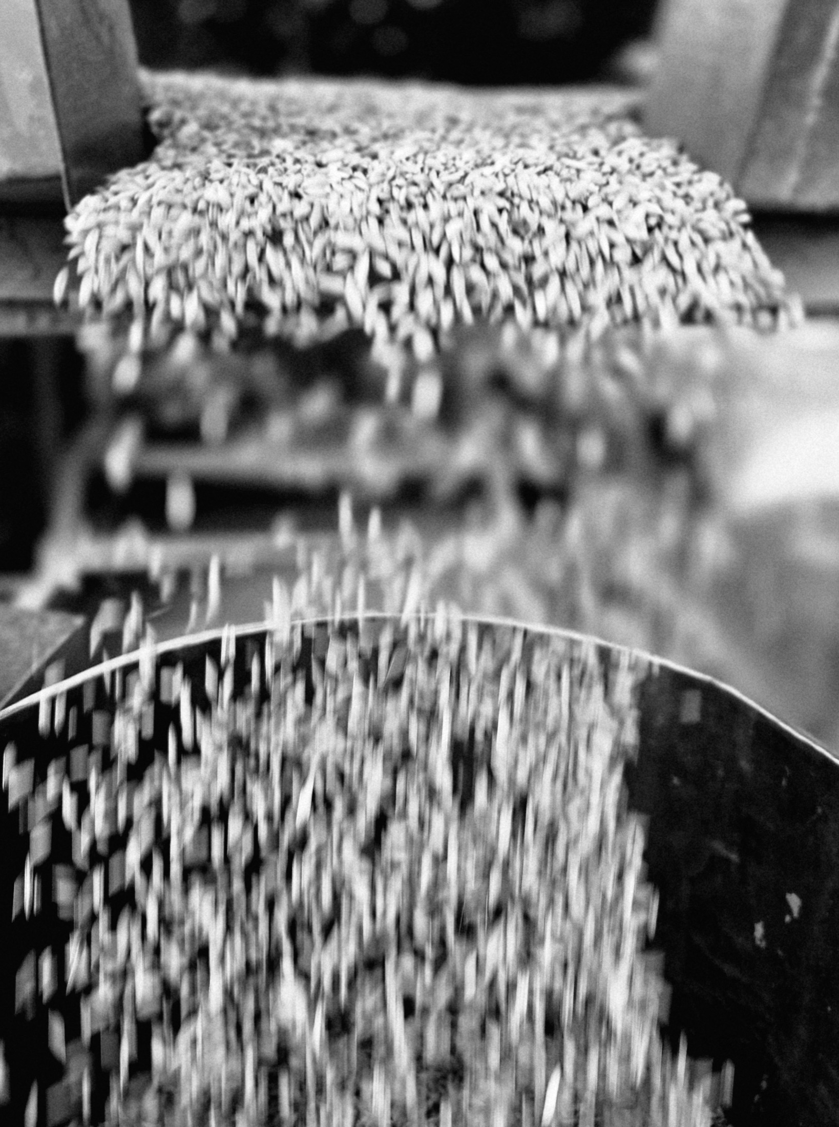 Univers du riz