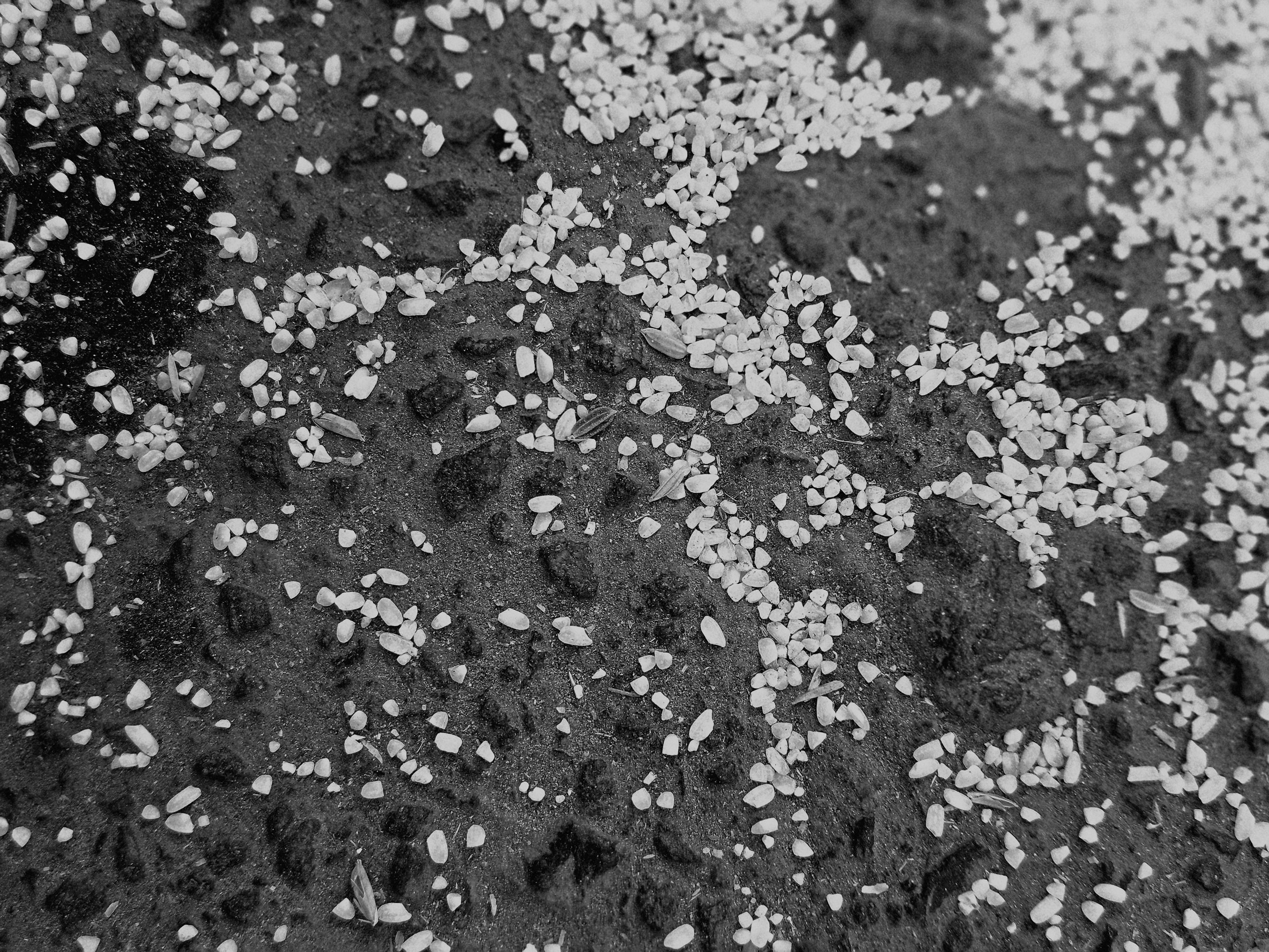 Univers du riz