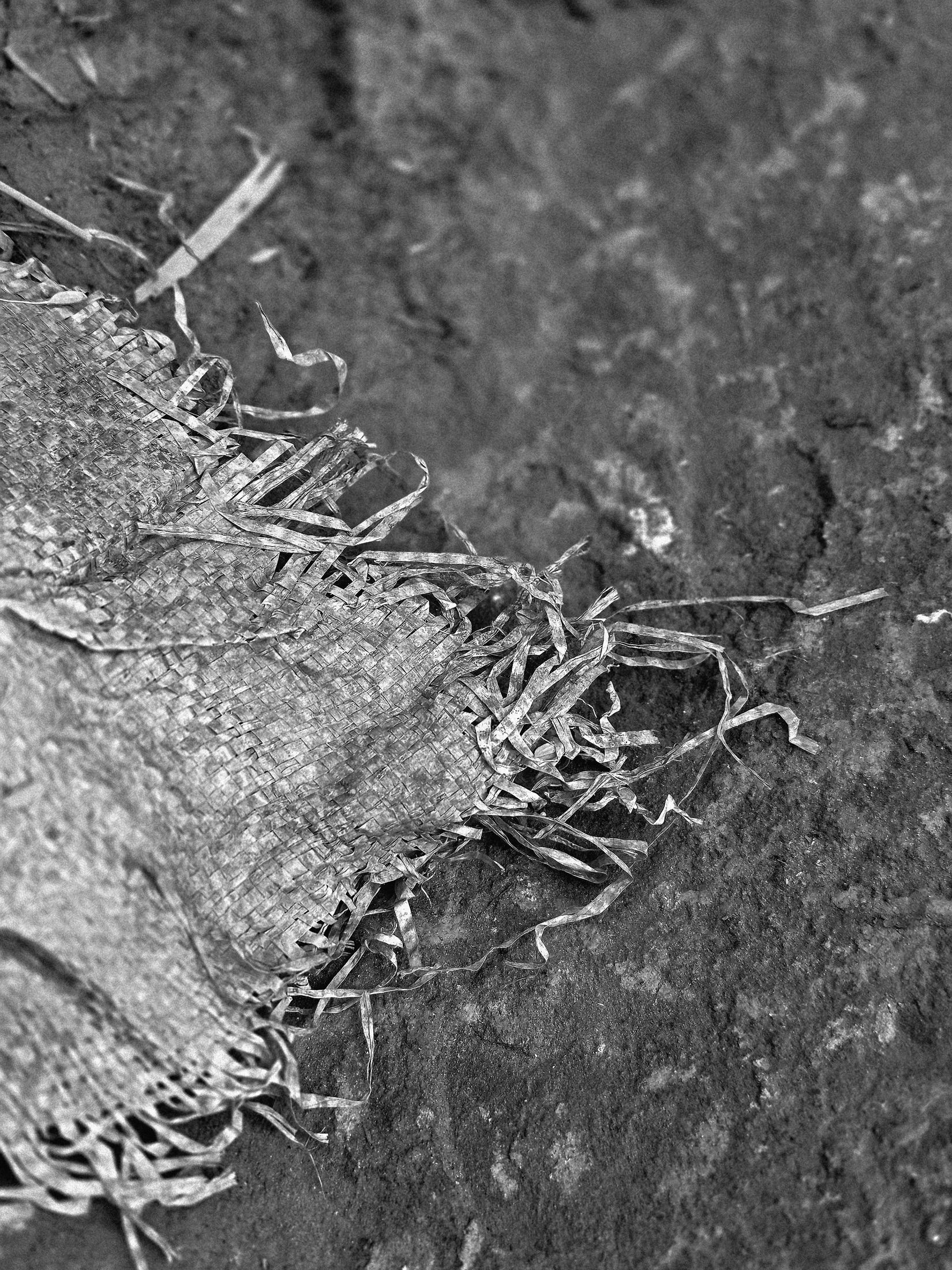 Univers du riz