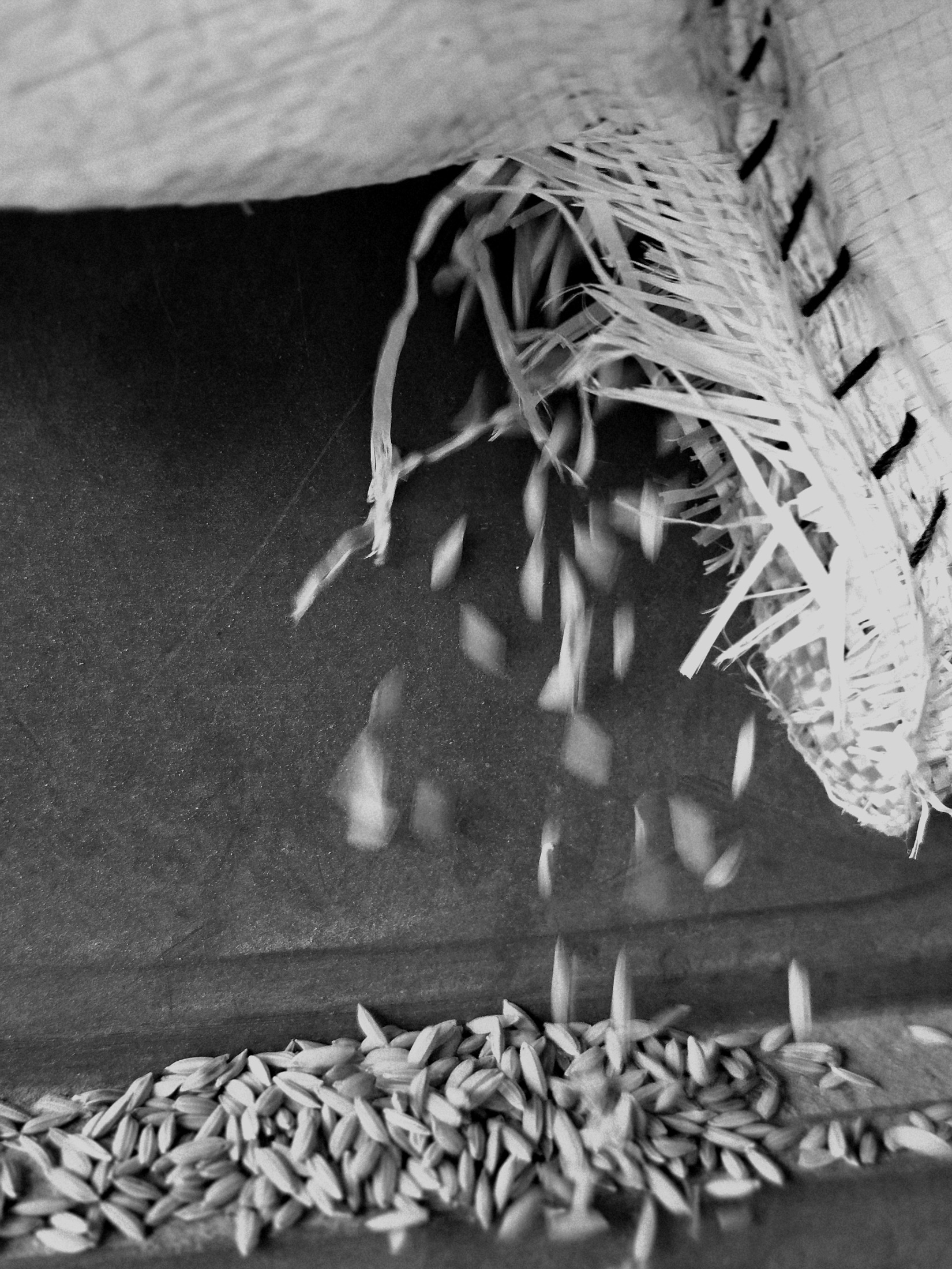 Univers du riz