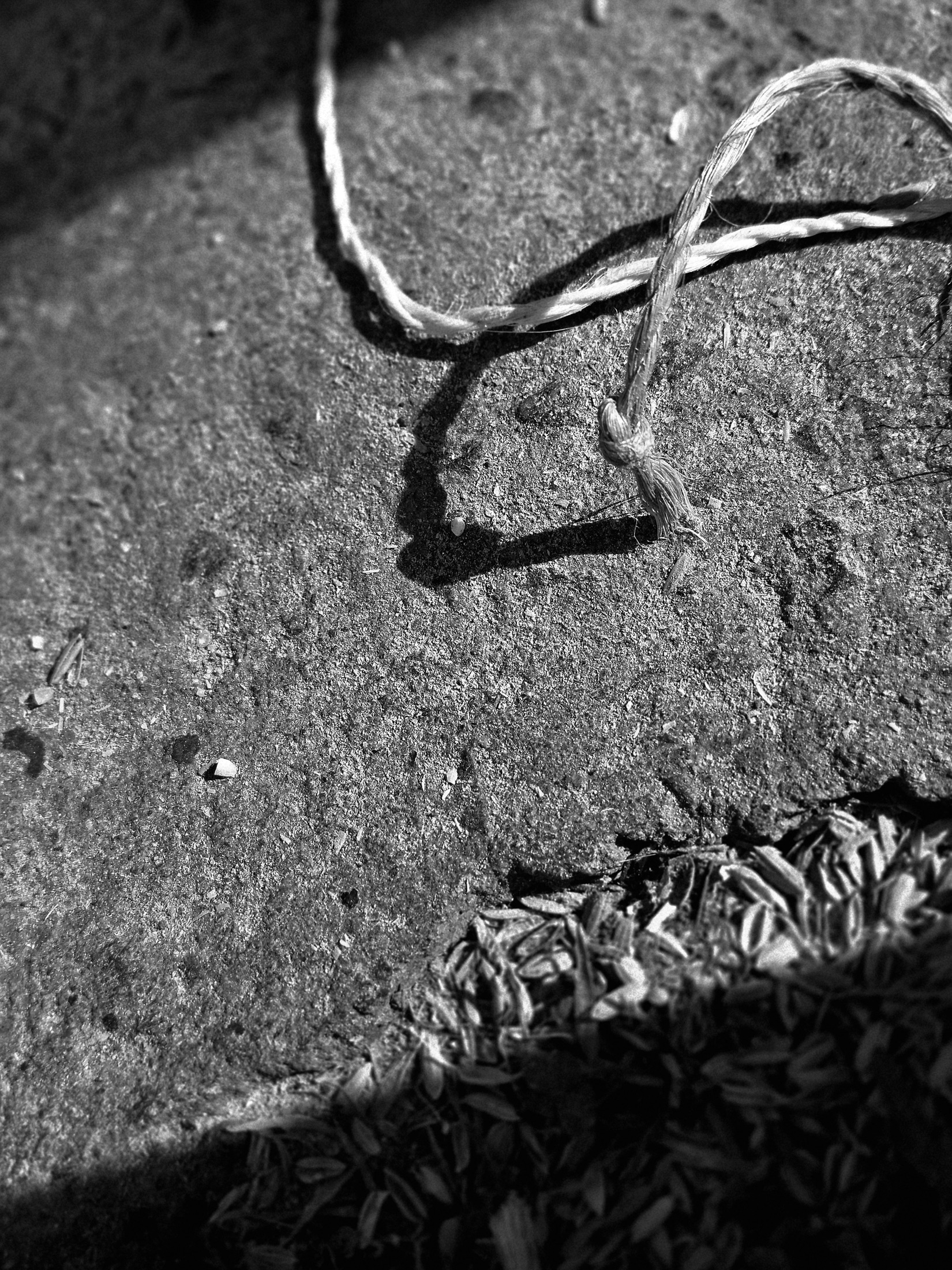 Univers du riz